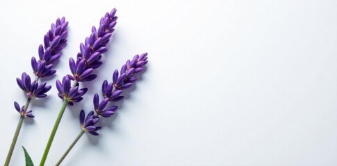Vibrant lavender sprigs arranged on pure white surface, elegant, blossom, purple