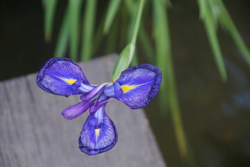 Blume