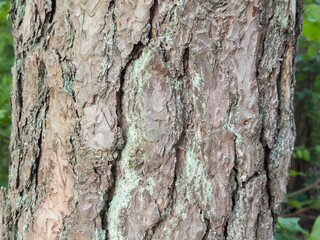 Tree Bark Close-Up