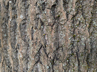Tree Bark Close-Up