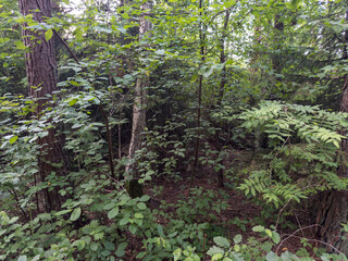 Dense Forest with Trees and Underbrush