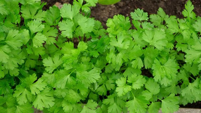 Parsley Growing in the Greenhouse. Garden Area. Plant Nursery. Petroselinum Crispum is Grown. Green Background of Spicy Herbs, Close-up. Flat Leaf Italian Parsley Planting in a Row. Cilantro parsley