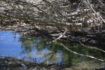 Forest Pool with Reflected Branches – Montagna Spaccata, Abruzzo