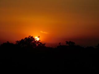 Sunset over the forest