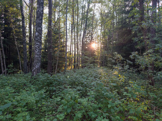 Obraz premium Forest Sunset Through Trees