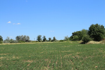 A grassy field with trees in the background