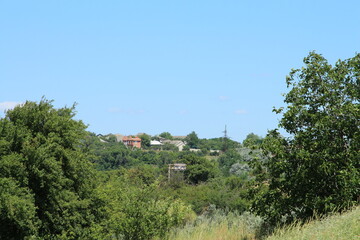 A landscape with trees and bushes