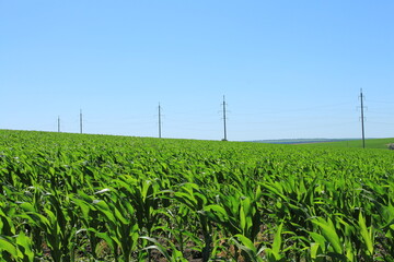 A field of green plants