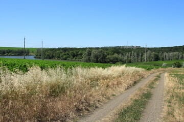 A dirt road with grass and trees