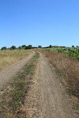 A dirt road with grass and trees