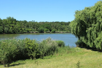 A lake surrounded by trees