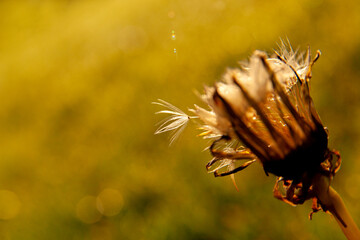 Dandelion's delicate last stand as seeds embark on a journey of new life
