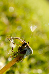 Dandelion's delicate last stand as seeds embark on a journey of new life