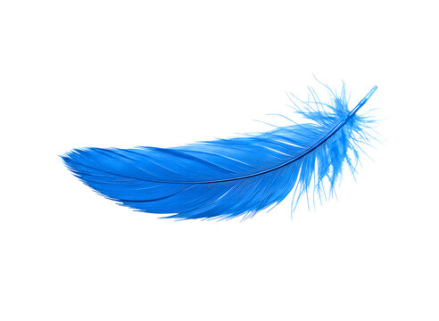 A single vibrant blue feather with delicate barbs isolated on transparent background