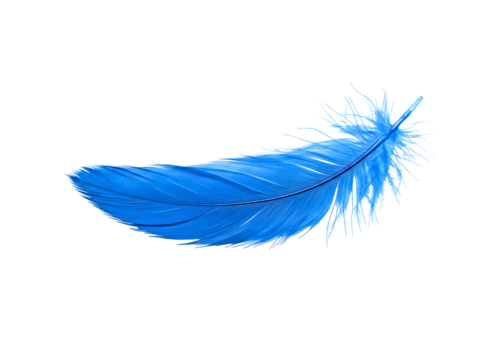A single vibrant blue feather with delicate barbs isolated on transparent background