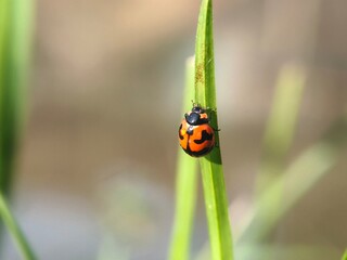 Close-up of adult lady beetle (Coccinellidae) perched on a blade of grass, showing its vibrant red and black pattern. Ideal for entomology, nature, or biodiversity visuals.
