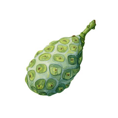 Naklejka premium Botanical watercolor fresh noni transparent background