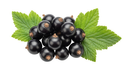 Isolated Black Currant Berries with Green Leaves