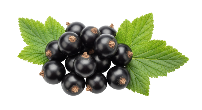 Isolated Black Currant Berries with Green Leaves