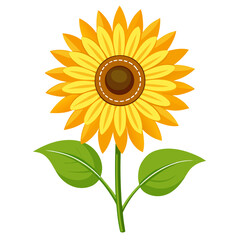 sunflower isolated on white background