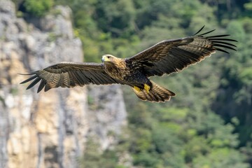 Obraz premium Majestic Golden Eagle in flight over a rugged mountain landscape