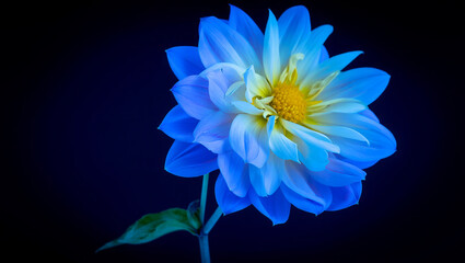 Close up of a vibrant blue dahlia flower with a yellow center against a dark background