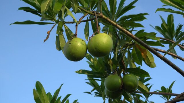 Cerbera manghas fruit and leaves on the branch