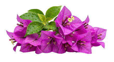 Isolated Bougainvillea Flower