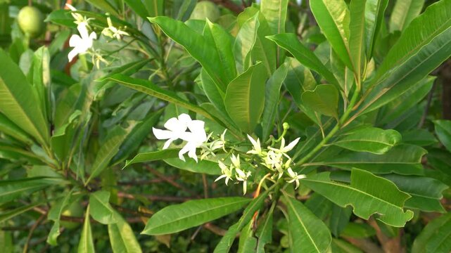 Sea Mango Flowers in the Wind