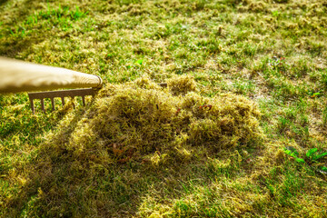 Cleaning up the grass with a rake. Aerating and scarifying the lawn in the garden. Improving the quality of the lawn by removing old grass and moss.