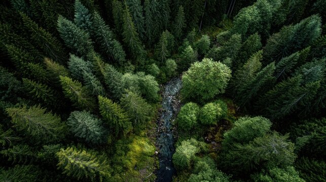 Aerial view of dense green forest with a winding river or stream.