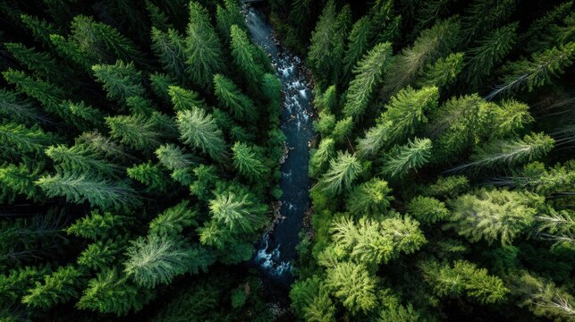 Aerial view of a river flowing through a dense forest with green trees. - Powered by Adobe