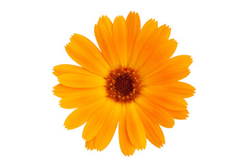 Decorative daisy bright orange color.