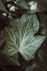 leaf of a bush