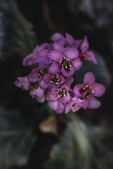 purple flowers in the garden
