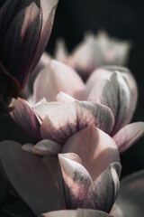 close up of a magnolia