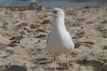 Seagull in close-up on beach
