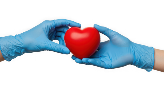 Hands in blue gloves holding a red heart against a stark transparent background shot