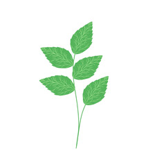 Mint leaf illustration. Hand drawn mint leaf illustration. Herbal leaf illustration. Flat design Green mint leaf illustration. Mint leaf illustration with branches