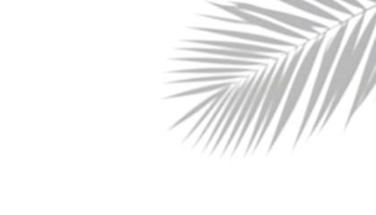 Palm leaf silhouette against transparent background