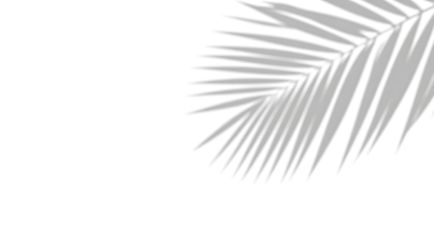 Palm leaf silhouette against transparent background