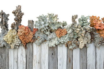 Varied lichens, orange, grey, and white, thriving on a weathered wooden fence. background removed