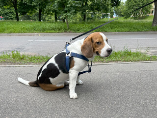 Beagle dog sitting on the road with leash and harness. Calm moment outdoors during walk in park....