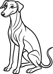 Azawakh Dog Sitting Vector Illustration in Cartoon Style Isolated on White Background, Azawakh Sitting Clipart, African Dog Breed Drawing, Elegant Hound Dog Outline