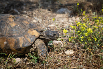 Wild tortoise with a damaged carapace, surviving in Greece's harsh stony terrain