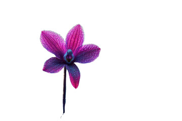 A vibrant purple orchid with dew drops, elegantly isolated on a transparent background. background removed