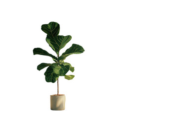 A single fiddle leaf fig plant in a white pot against a muted transparent background. background removed
