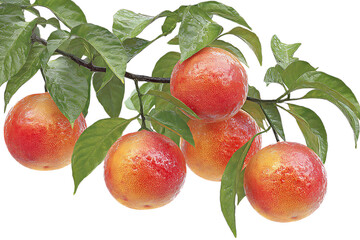 Obraz premium Ripe blood oranges on a branch with green leaves.