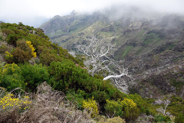 Trek &agrave; Mad&egrave;re 2025 - Jour 3 (parc forestier de Pico Das Pedras, parc forestier de Queimadas, Pico Ruivo)