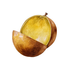 Hand-painted watercolor bael fruit isolated with no background
